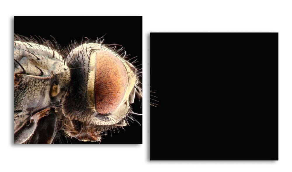 

Модульная картина LaPrint Муха 130х70 см