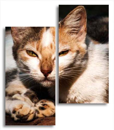 

Модульная картина LaPrint Кошка 130х150 см