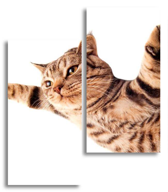 

Модульная картина LaPrint Котик 130х150 см