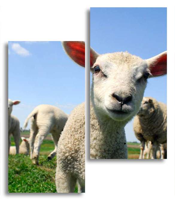 

Модульная картина LaPrint Овечки 130х150 см