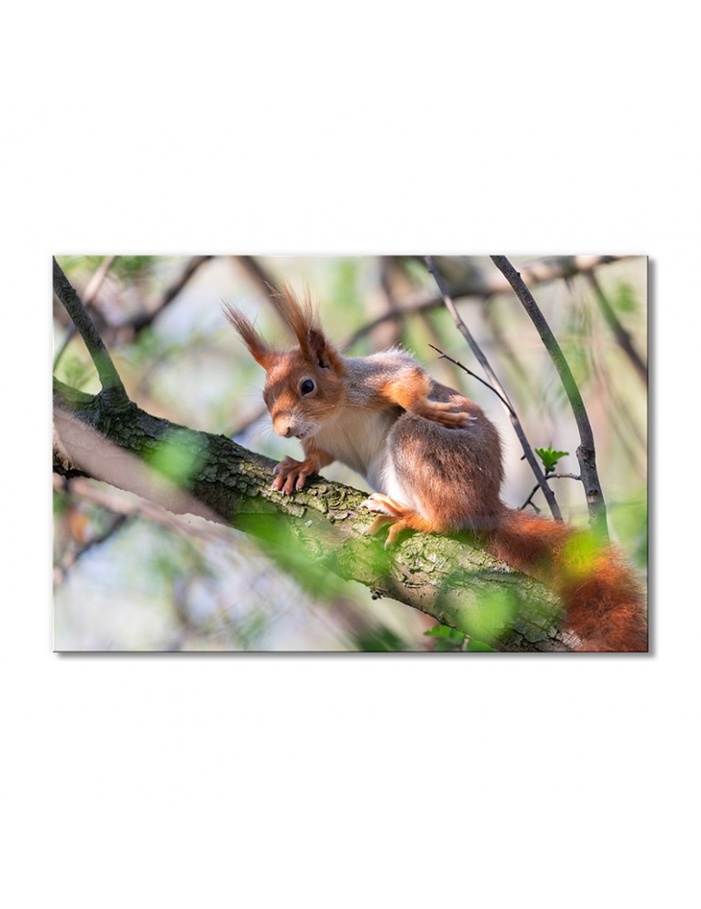 

Модульная картина Artel «Белка на ветке» 1 модуль 50x75 см