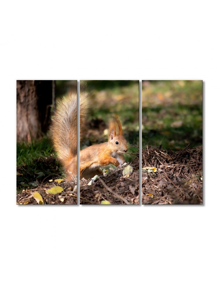 

Модульная картина Artel «Белка в поиске» 3 модуля 70x105 см