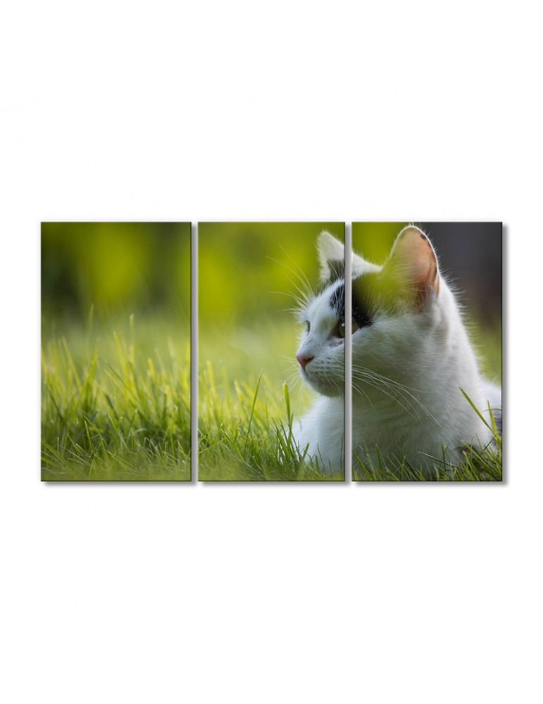 

Модульная картина Artel «Белый кот в траве» 3 модуля 80x120 см