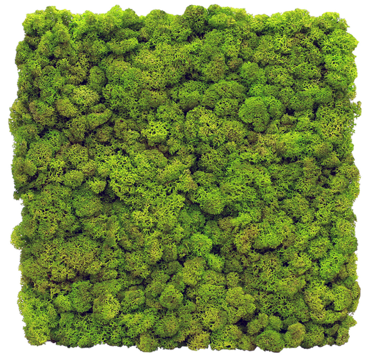 

Стабилизированный мох SO Green Декоративная стена из мха 1м² (004)