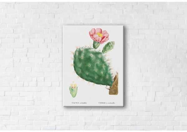 

Картина на холсте IBR Cactus Pink 50x65 см