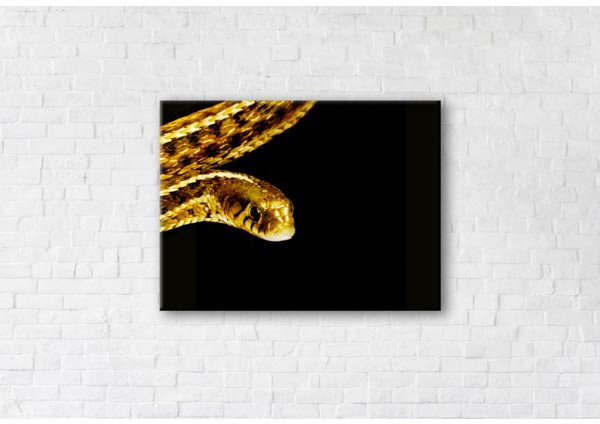 

Картина на холсте IBR Golden Snake 90x120 см