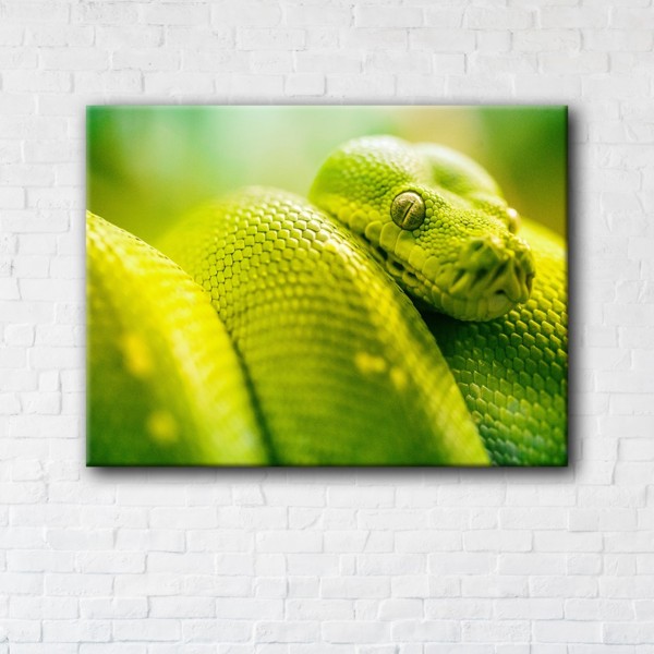 

Картина на холсте IBR Green Snake 45x60 см