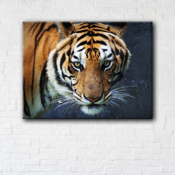 

Картина на холсте IBR Tiger 90x120 см