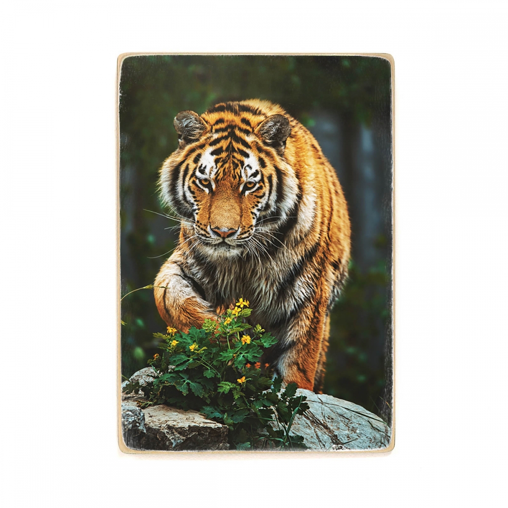 

Деревянный постер Животные Сибирский тигр (Panthera tigris altaica) А2