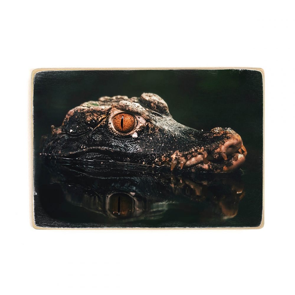 

Деревянный постер Животные карликового каймана Кювье (Paleosuchus palpebrosus) А1