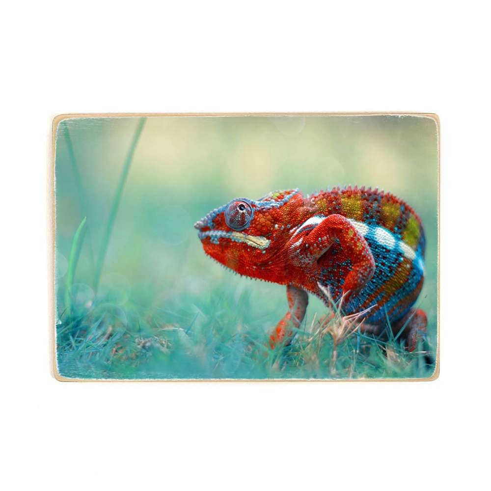 

Деревянный постер Животные Multicolored Chameleon А2