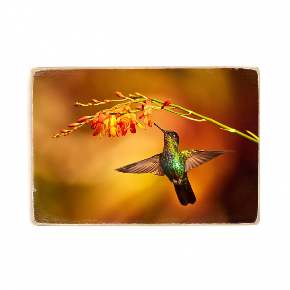

Деревянный постер Животные Magnificent Hummingbird А1