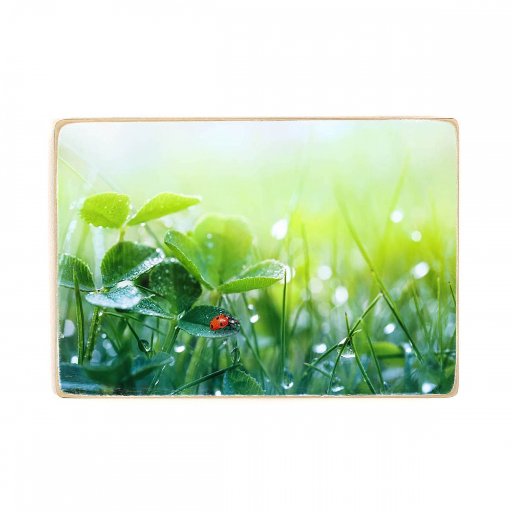 

Деревянный постер Природа Morning Fresh Grass And Ladybug А2