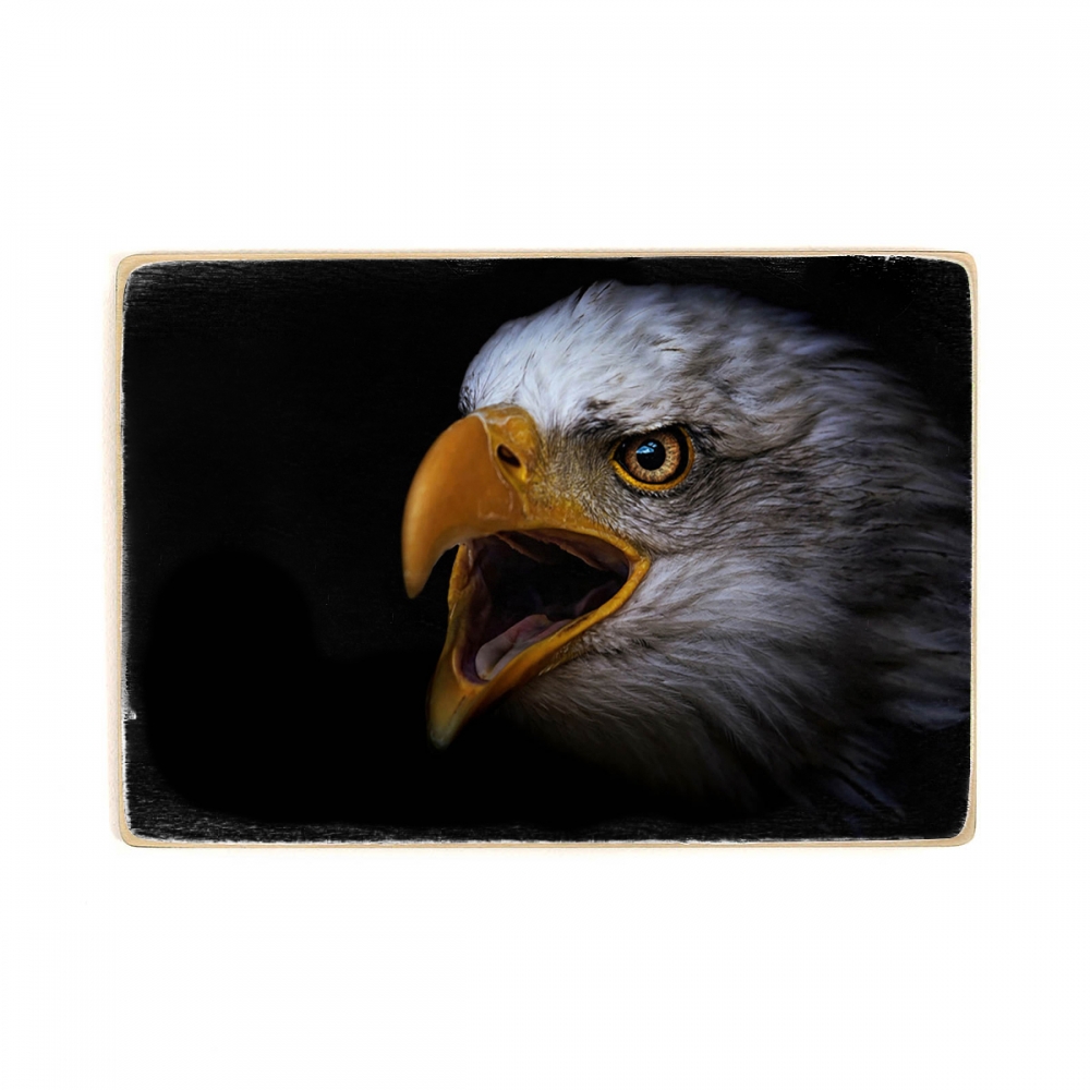 

Деревянный постер Животные Bald Eagle Portrait А2