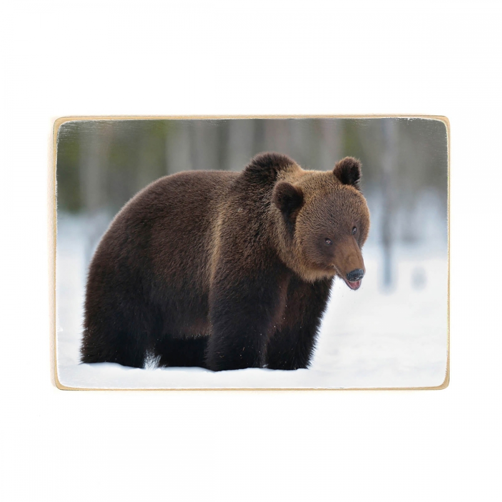 

Деревянный постер Животные Бурый медведь в зимнем лесу. Ursus Arctos А2