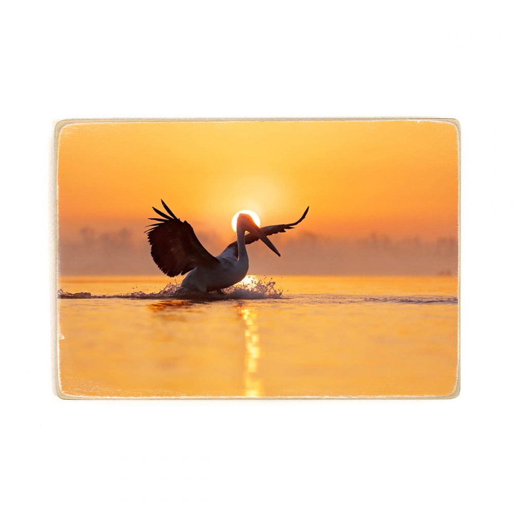 

Деревянный постер Животные Далматский пеликан с распростертыми крыльями на озере Керкини, Греция А2