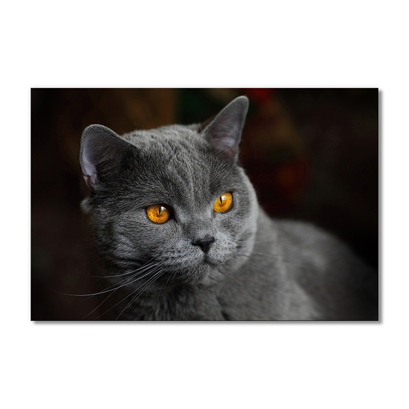 

Модульная картина Artel «Британская короткошёрстная кошка» 1 модуль 50x75 см