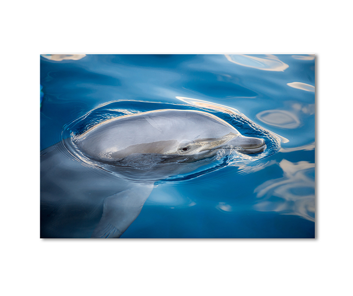 

Модульная картина Artel «Дельфин» 1 модуль 50x75 см