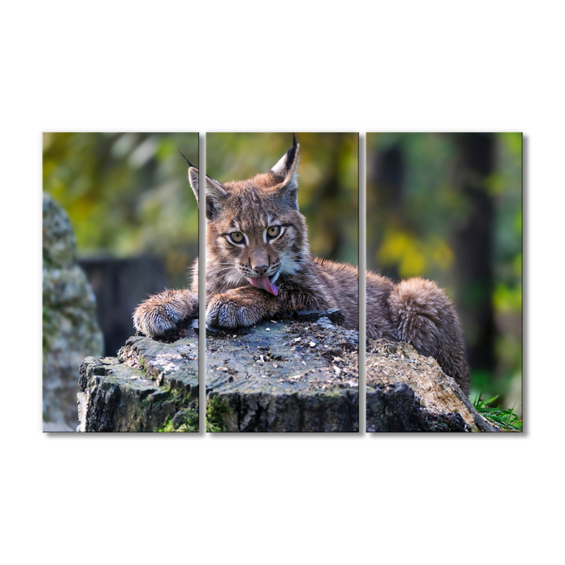 

Модульная картина Artel «Дикий кот каракал» 3 модуля 60x90 см