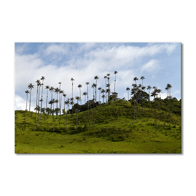 

Модульная картина Artel «Колумбийские луга и пальмы» 1 модуль 70x105 см