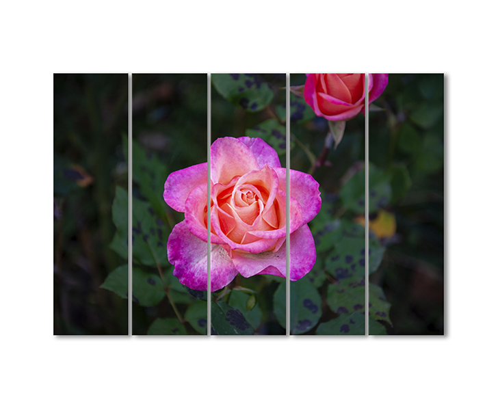 

Модульная картина Artel «Колерованная роза» 5 модулей 70x105 см