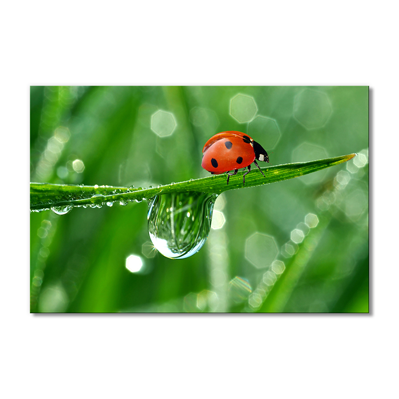 

Модульная картина Artel «Капелька росы и божья коровка» 1 модуль 80x120 см