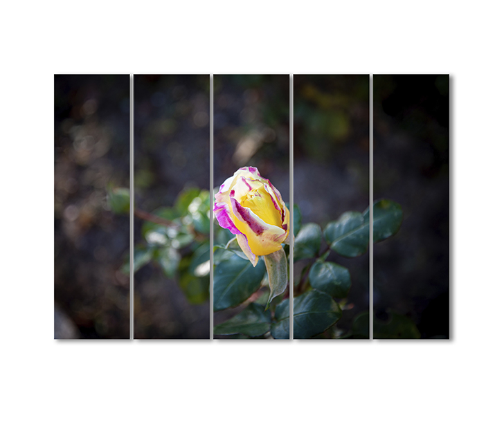 

Модульная картина Artel «Желтый бутон розы» 5 модулей 120x180 см
