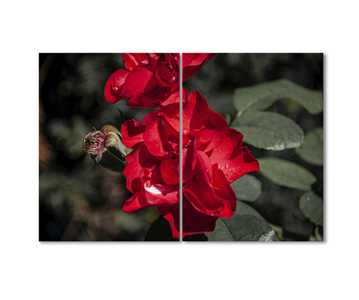 

Модульная картина Artel «Красные розы» 2 модуля 70x105 см