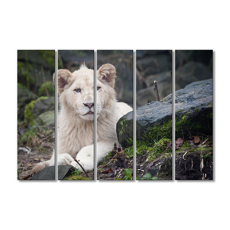 

Модульная картина Artel «Львенок альбинос» 5 модулей 120x180 см