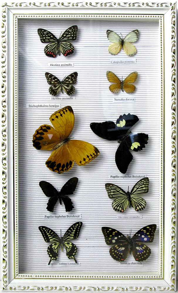 

Картина Бабочки в рамке (10 шт) (50,5х30,5 см) Ten