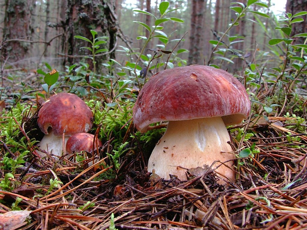 Мицелий Белого гриба соснового, Boletus pinophilus 100 г – фото, отзывы,  характеристики в интернет-магазине ROZETKA от продавца: Mycelium Trade |  Купить в Украине: Киеве, Харькове, Днепре, Одессе, Запорожье, Львове