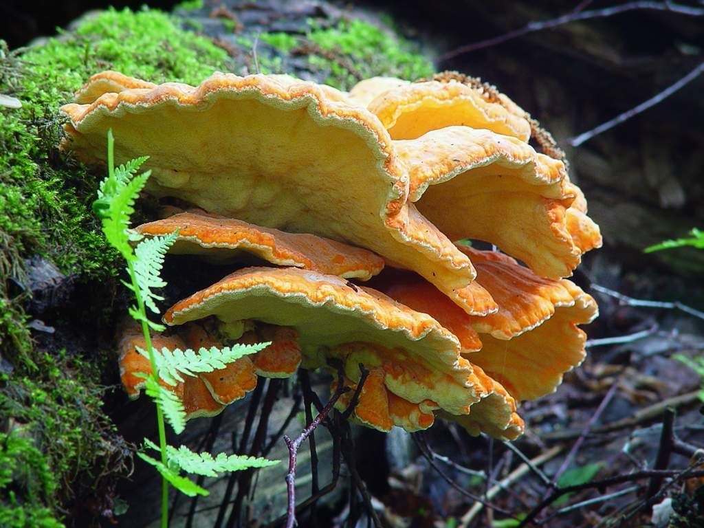 Мицелий Трутовика серно-жёлтого, Laetiporus sulphureus 100 г – фото,  отзывы, характеристики в интернет-магазине ROZETKA от продавца: Mycelium  Trade | Купить в Украине: Киеве, Харькове, Днепре, Одессе, Запорожье, Львове