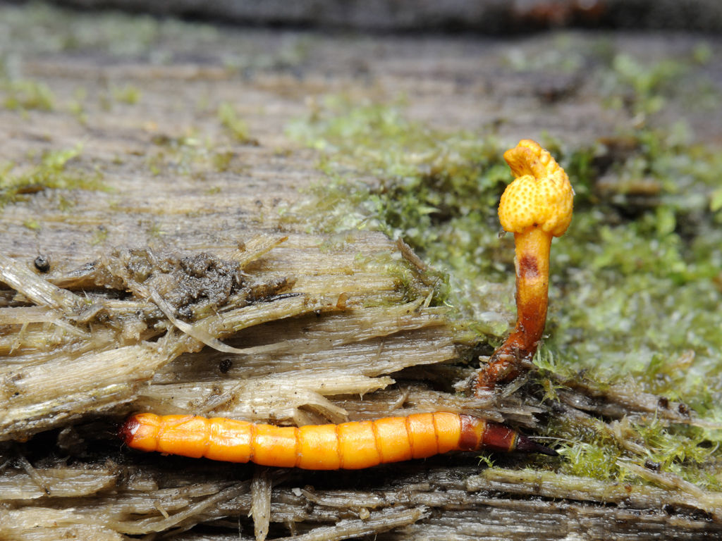 Мицелий Кордицепса изменчивого, Cordyceps variabilis 100 г – фото, отзывы,  характеристики в интернет-магазине ROZETKA от продавца: Mycelium Trade |  Купить в Украине: Киеве, Харькове, Днепре, Одессе, Запорожье, Львове