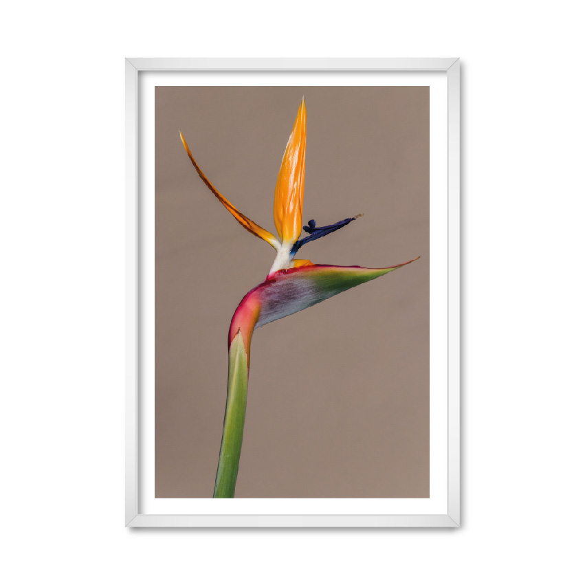 

Постер "Bird of Paradise" с антибликовым стеклом 59.6 x 84 см в белой рамке