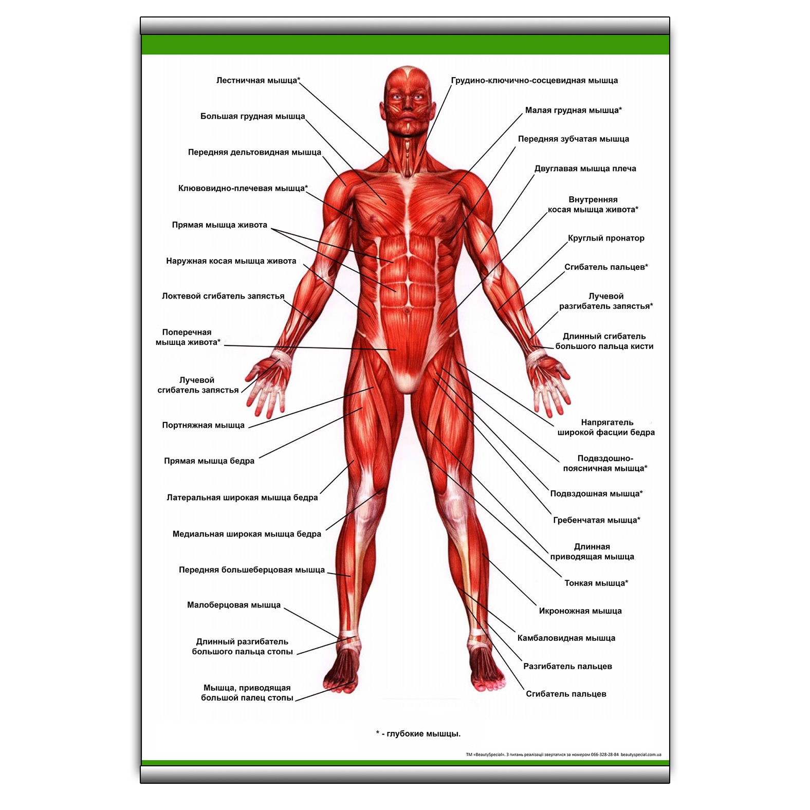 

Плакат Beauty Special "Мышцы передние" с планкой А0 (8920)