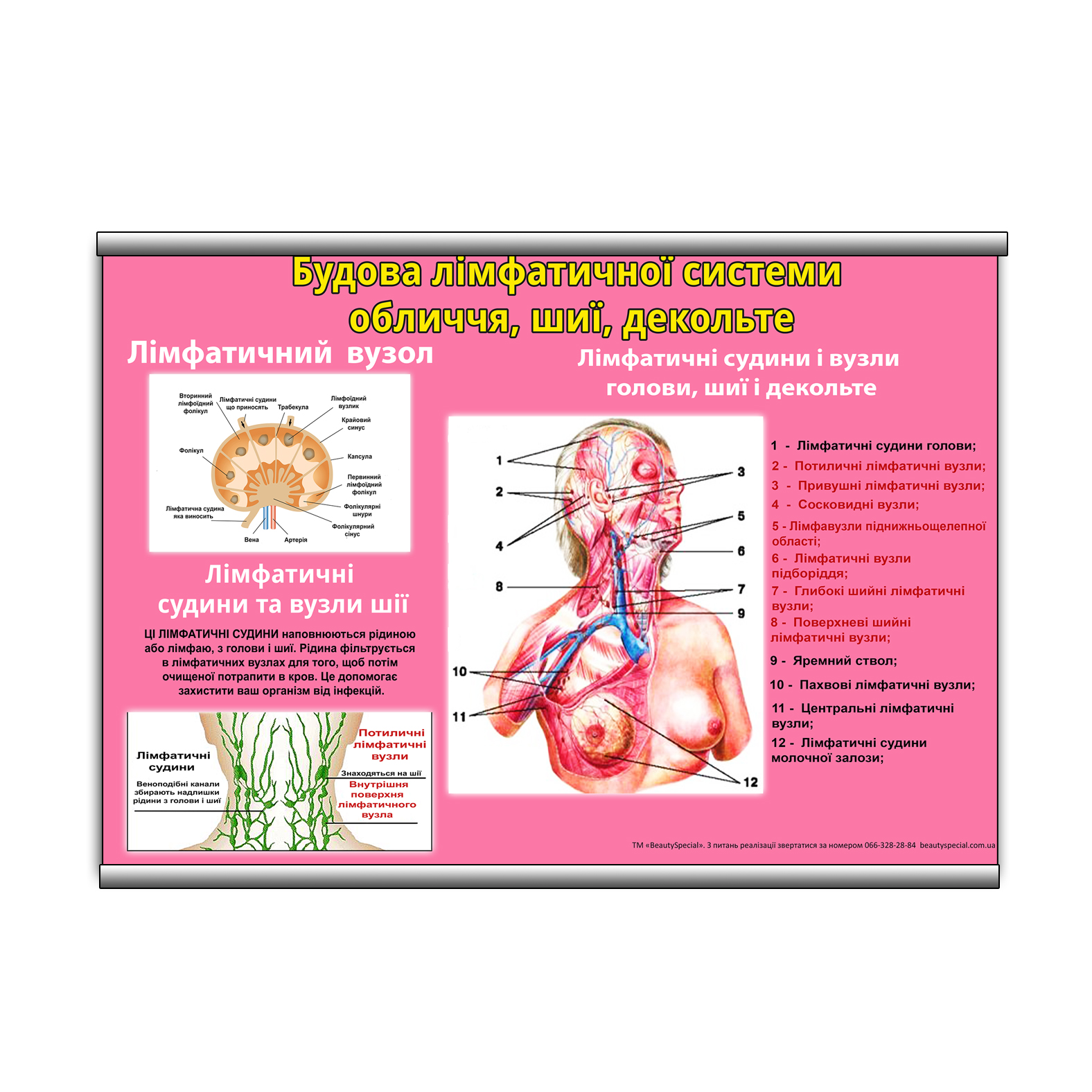 

Плакат Beauty Special "Будова лімфатичної системи обличчя, шиї, декольте" с планкой А0 (9067)