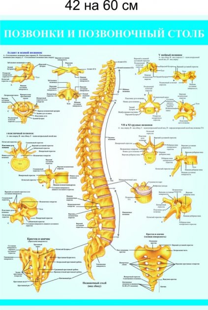 

Плакат Beauty Special Позвонки и позвоночный столб 42x60 см (4165)