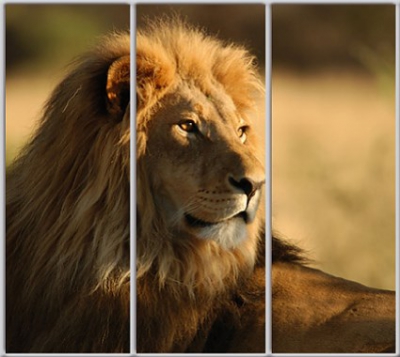 

Шкаф купе Luxe Studio Стандарт-1 Фотопечать Животные-6 2200x2000x450 трехдверный