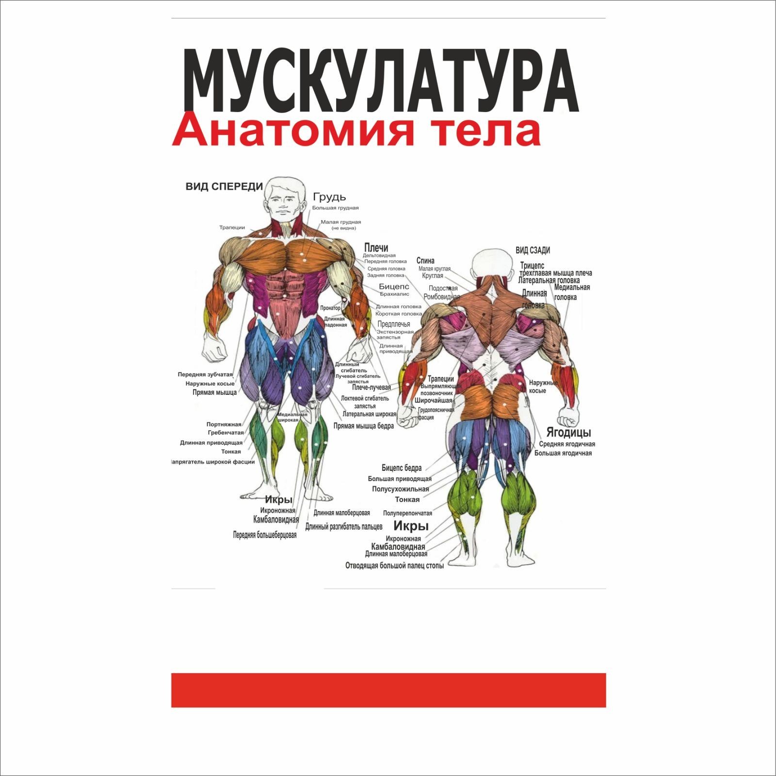 

Плакат Beauty Special Мускулатура 75x125 см (4691)