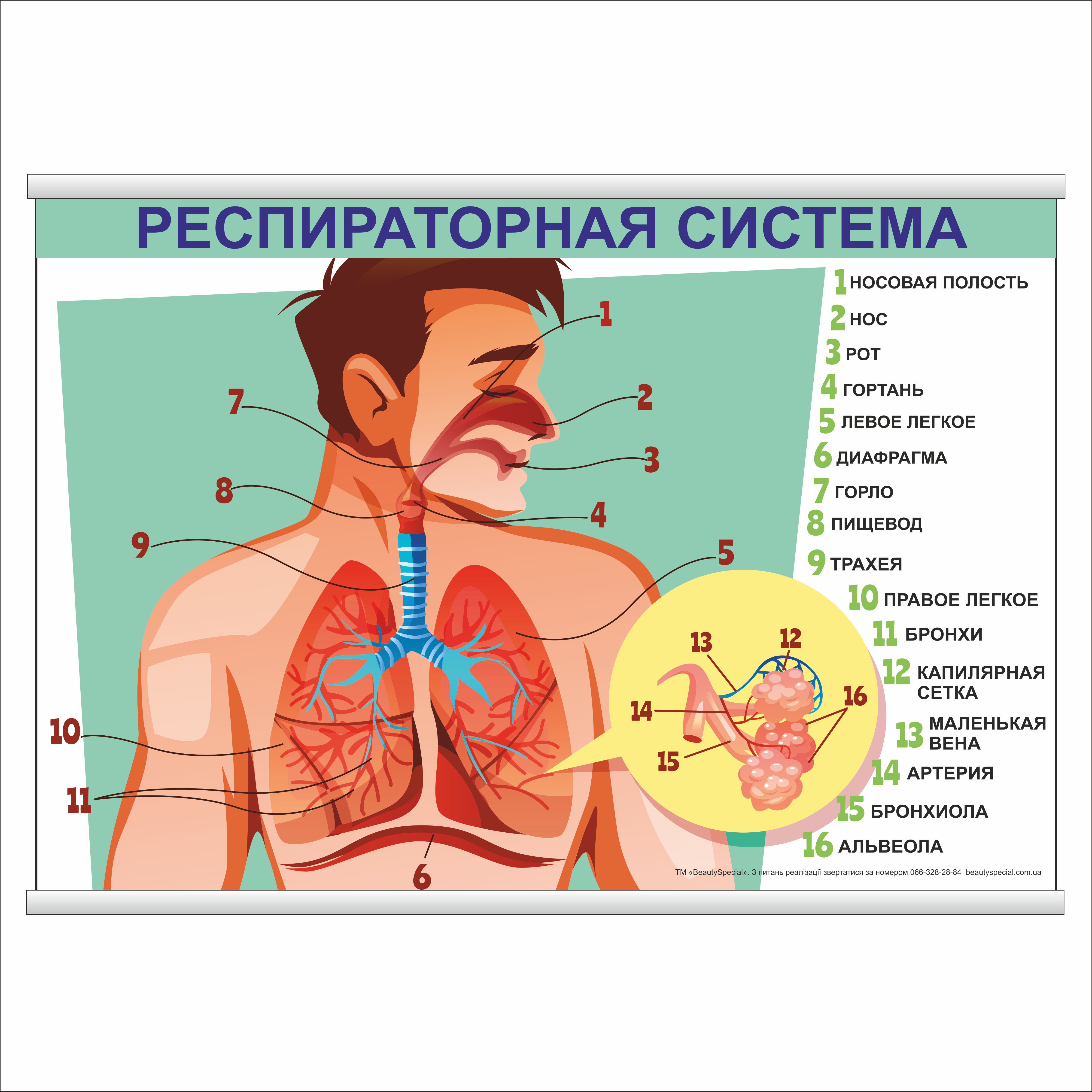 

Плакат Beauty Special "Респираторная система" с планкой А0 (9010)