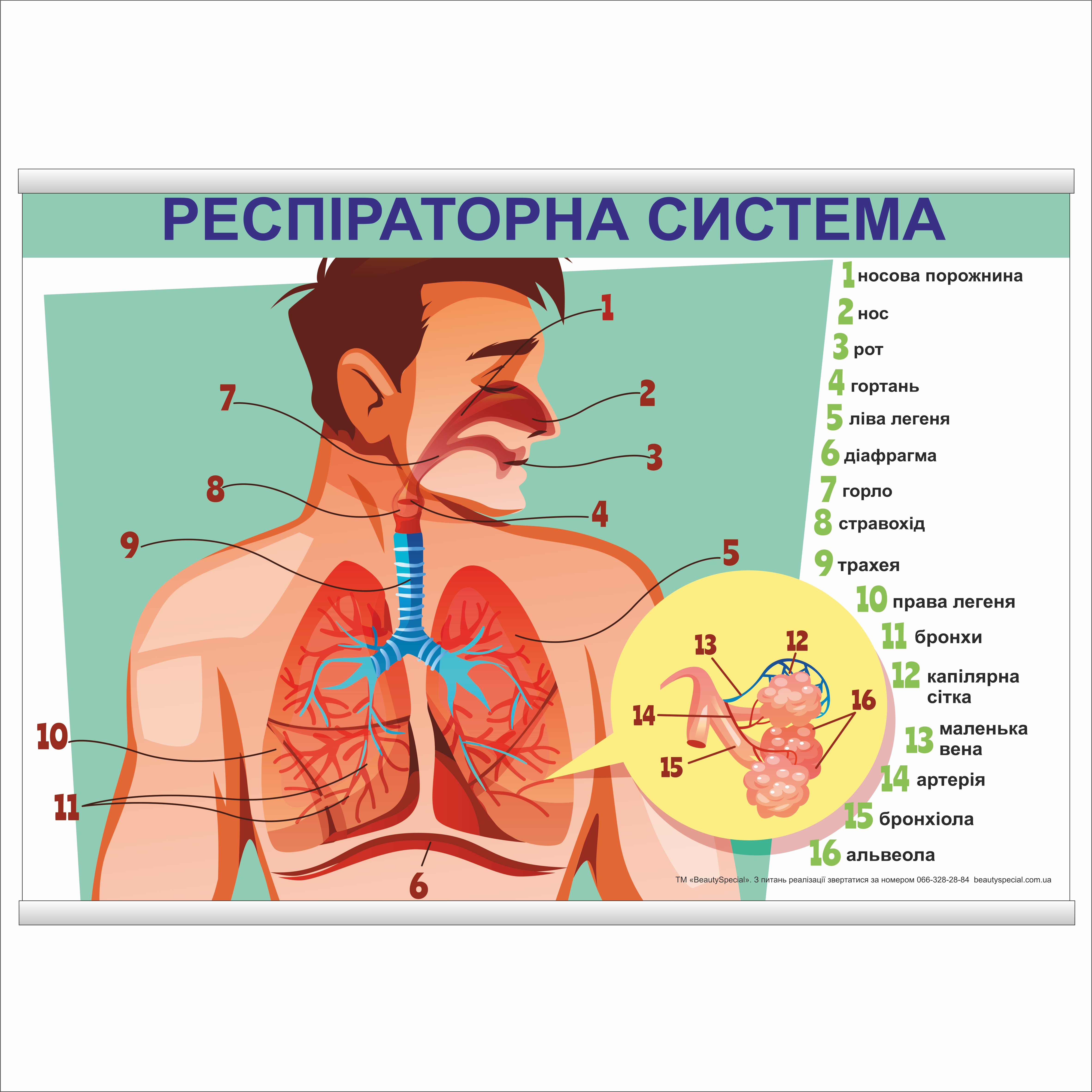

Плакат Beauty Special "Респіраторна система" с планкой А0 (9011)