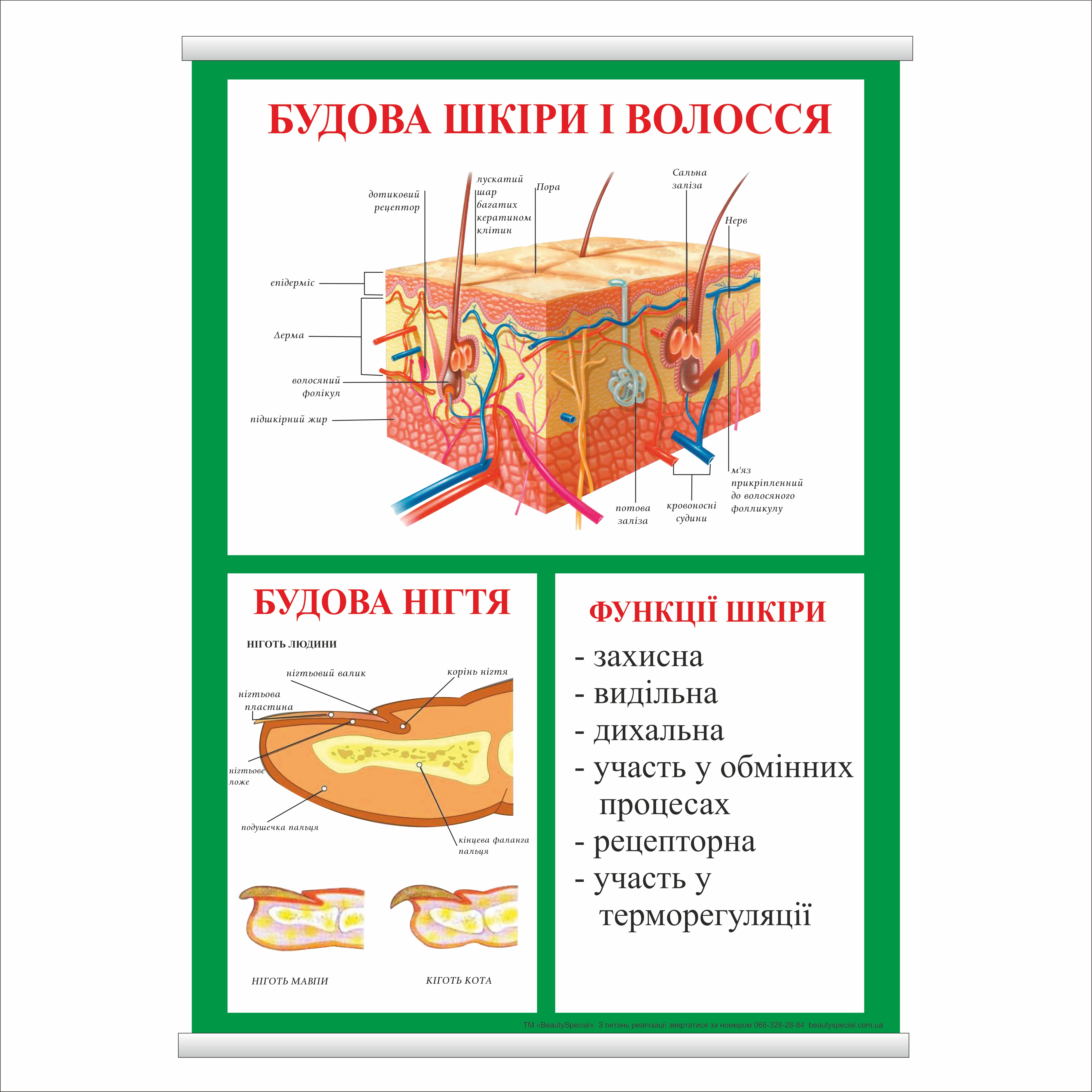 

Плакат Beauty Special "Будова шкіри і волосся" с планкой А0 (8989)