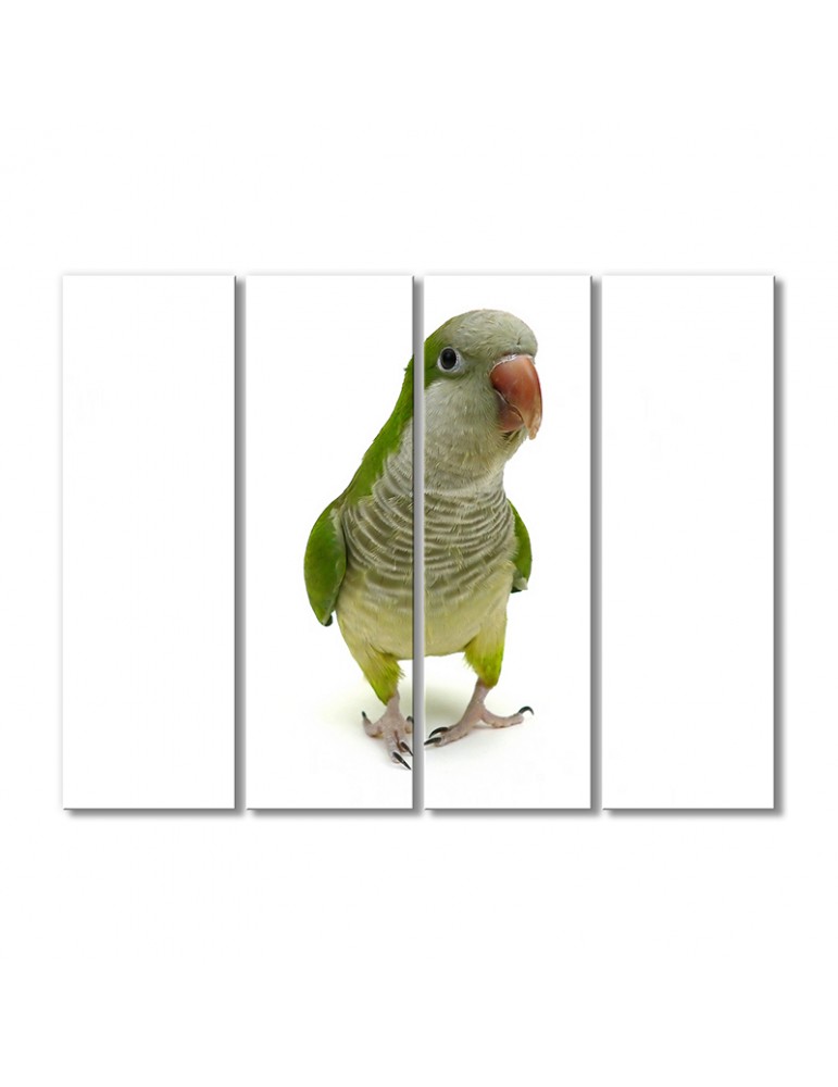 

Модульная картина Artel «Попугай монах» 4 модуля 60x90 см