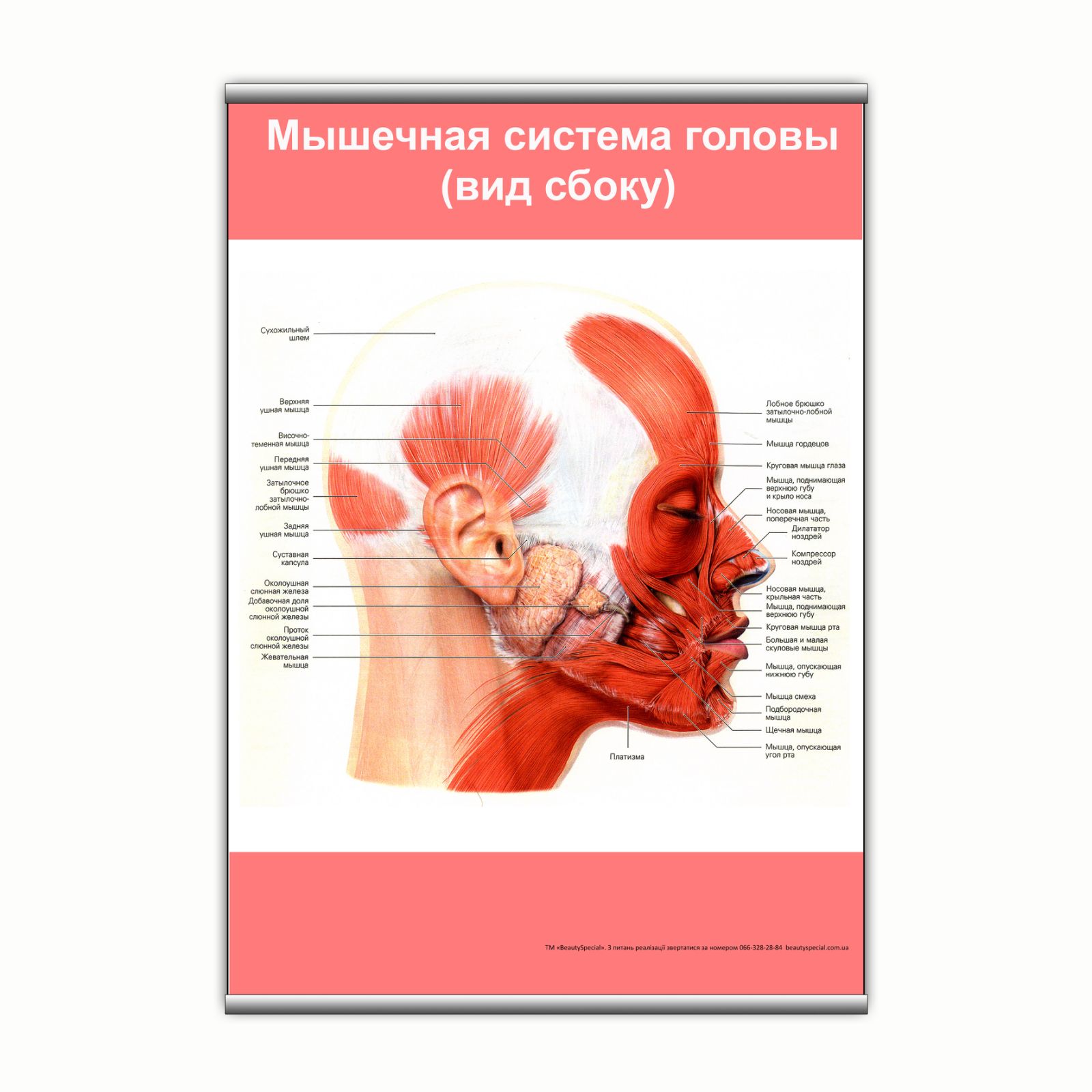 

Плакат Beauty Special "Мышечная система головы (вид сбоку)" с планкой А0 (9148)