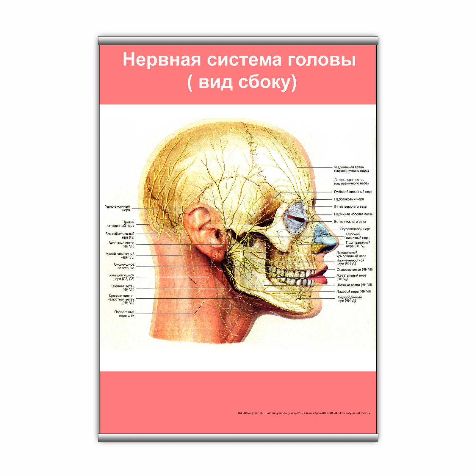 

Плакат Beauty Special "Нервная система головы (вид сбоку)" с планкой А0 (9131)