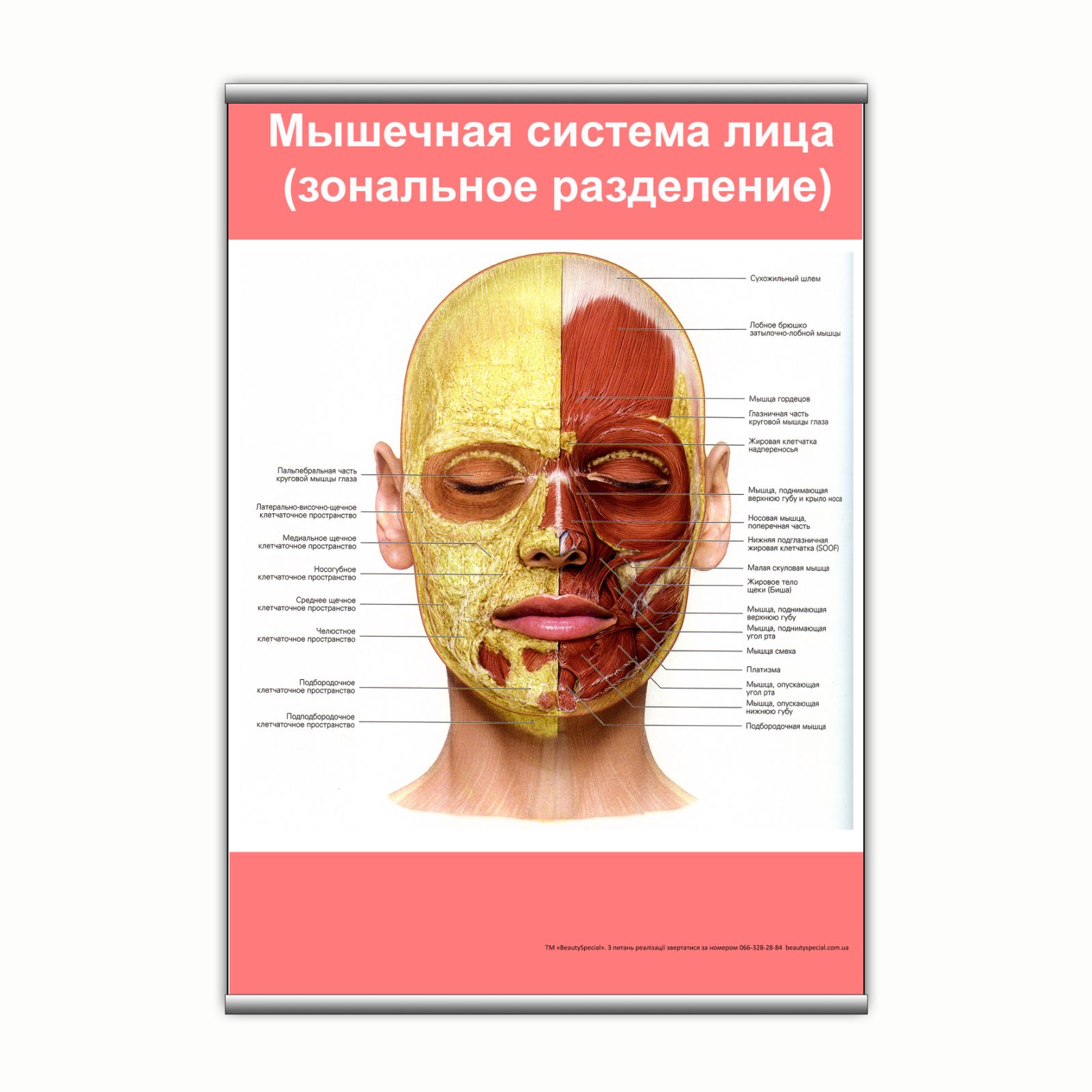 

Плакат Beauty Special "Мышечная система головы (зональное разделение)" с планкой А0 (9156)