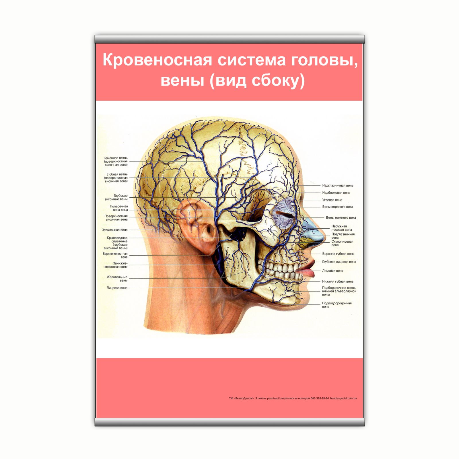 

Плакат Beauty Special "Кровеносная система головы, вены (вид сбоку)" с планкой А0 (9135)