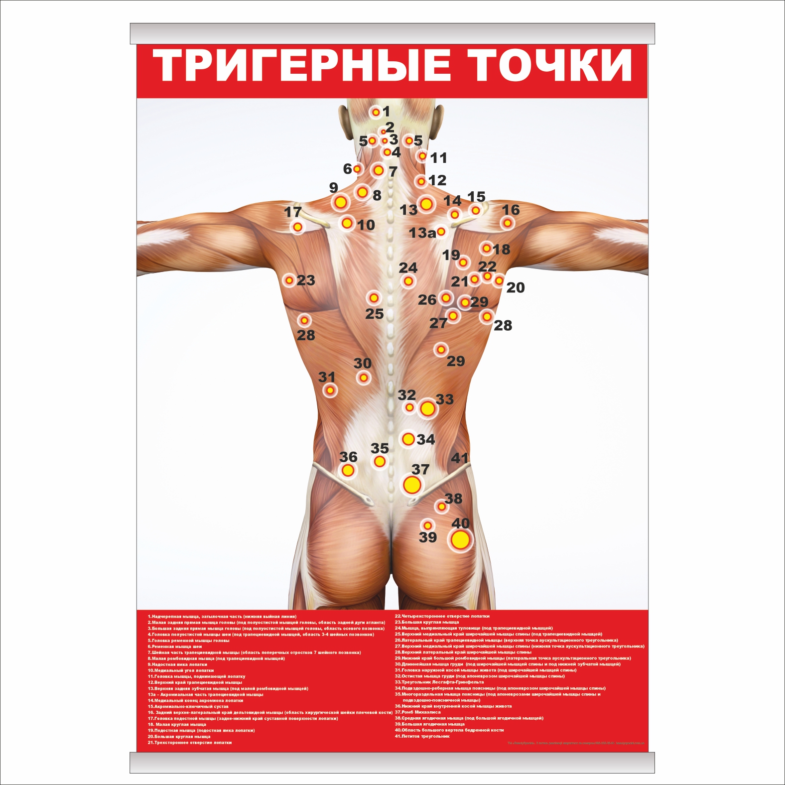 

Плакат Beauty Special "Тригерные точки" с планкой А0 (9187)