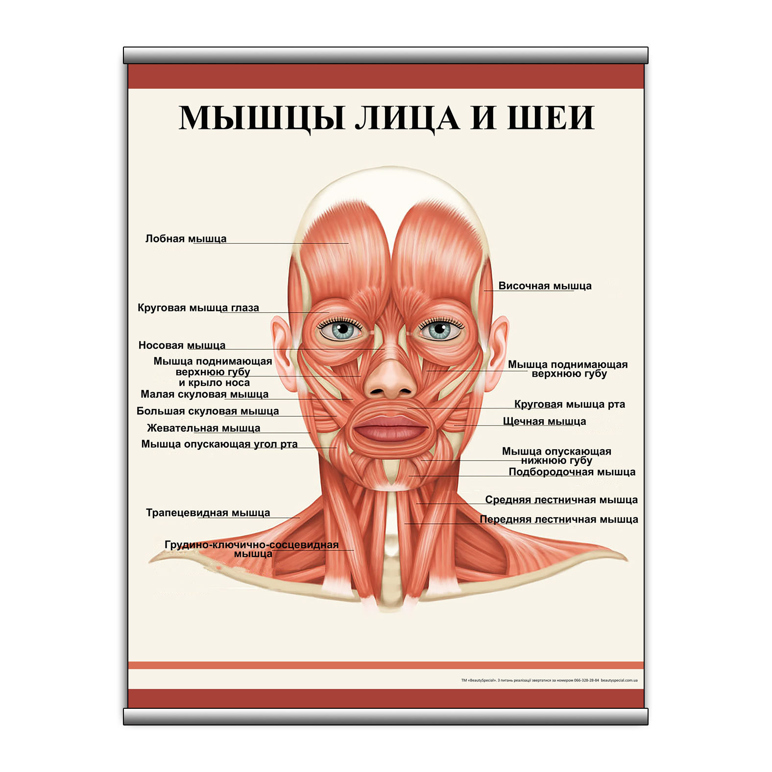 

Плакат Beauty Special "Мышцы лица и шеи" с планкой А0 (9103)