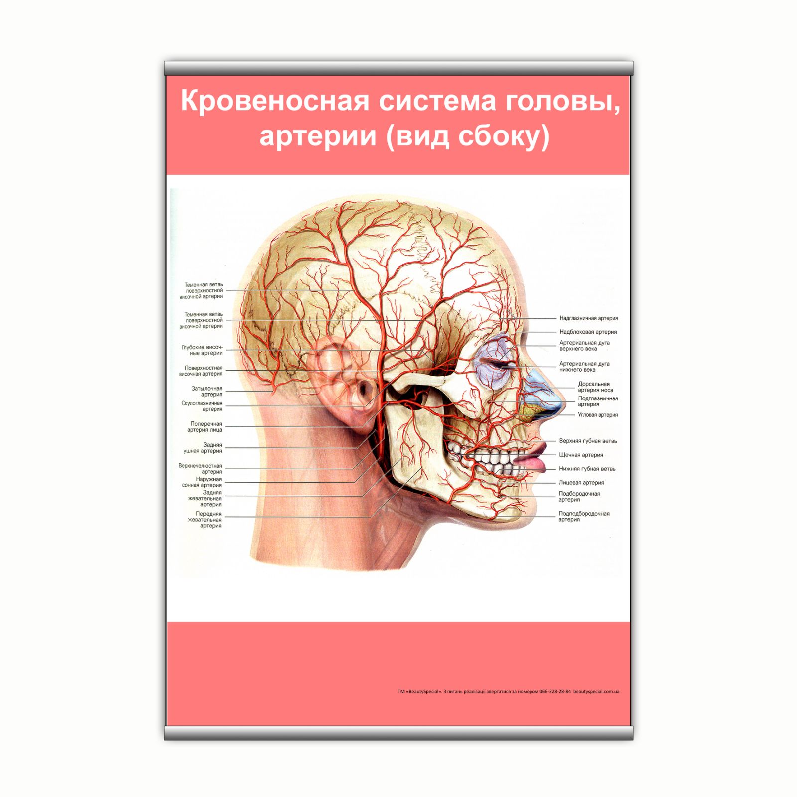 

Плакат Beauty Special "Кровеносная система головы, артерии (вид сбоку)" с планкой А0 (9139)
